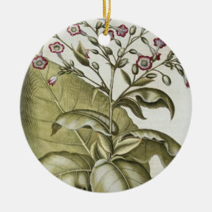 Tobacco plant, from the 'Hortus Eystettensis' by B Ceramic Tree Decoration