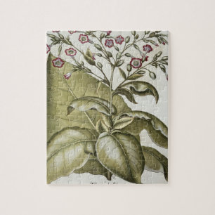 Tobacco plant, from the 'Hortus Eystettensis' by B Jigsaw Puzzle