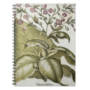 Tobacco plant, from the 'Hortus Eystettensis' by B Notebook
