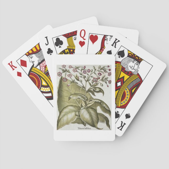 Tobacco plant, from the 'Hortus Eystettensis' by B Playing Cards (Back)