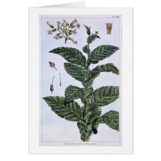 Tobacco plant, plate 7, from 'Collection Precieuse (Front)