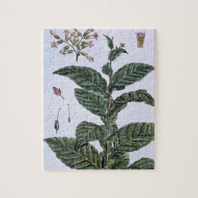 Tobacco plant, plate 7, from 'Collection Precieuse Jigsaw Puzzle (Vertical)