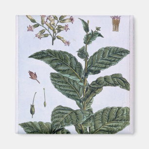 Tobacco plant, plate 7, from 'Collection Precieuse Magnet