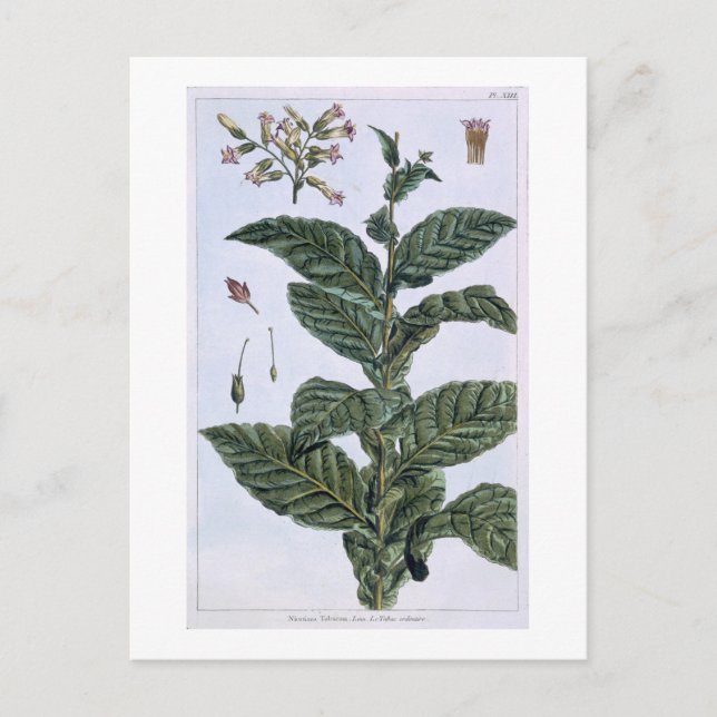 Tobacco plant, plate 7, from 'Collection Precieuse Postcard (Front)