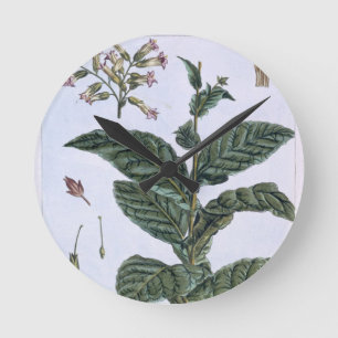 Tobacco plant, plate 7, from 'Collection Precieuse Round Clock