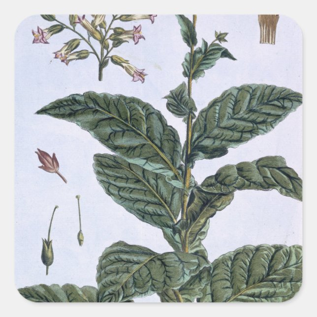 Tobacco plant, plate 7, from 'Collection Precieuse Square Sticker (Front)