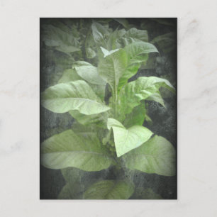 Tobacco Plant Postcard