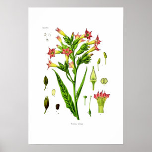 Tobacco Poster