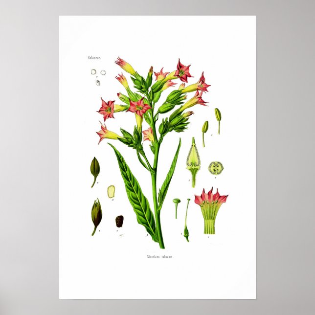 Tobacco Poster (Front)