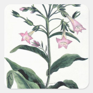 Tobacco Square Sticker