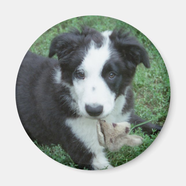 Toby1 Magnet (Front)