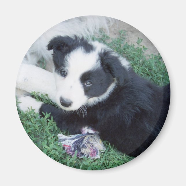 Toby4 Magnet (Front)