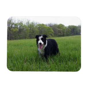 Toby Magnet