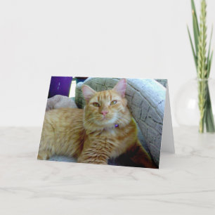 Toby the Cat Greeting Card