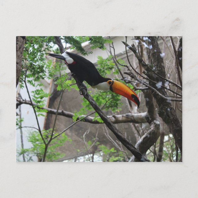Toco Toucan # 4 Postcard (Front)