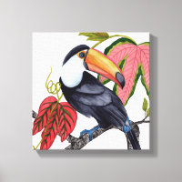 Toco Toucan