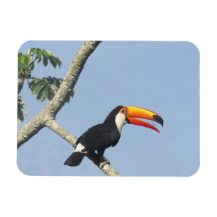 Toco Toucan Magnet