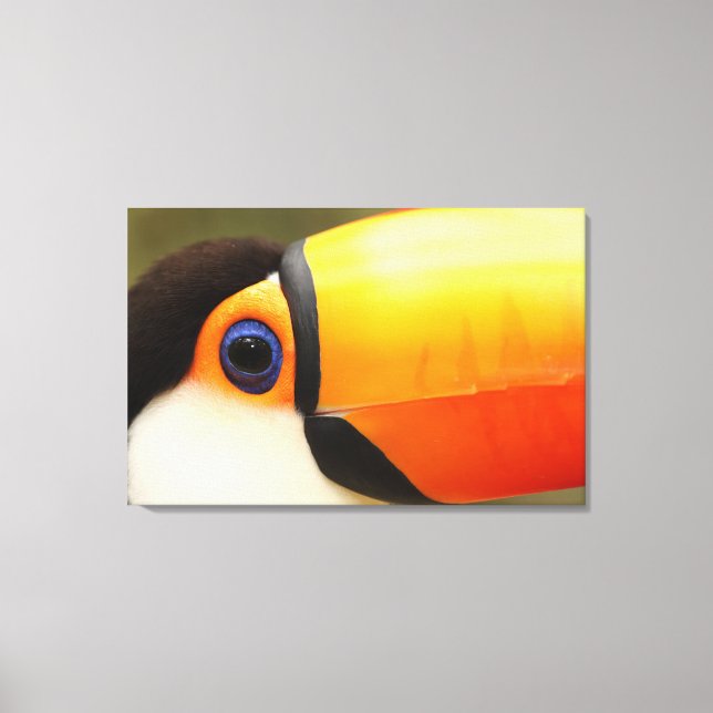 Toco Toucan (Ramphastos toco) is the largest Canvas Print (Front)
