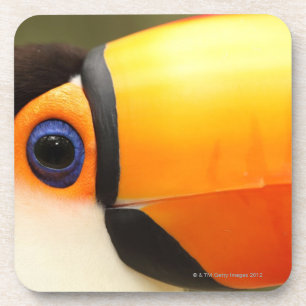 Toco Toucan (Ramphastos toco) is the largest Coaster