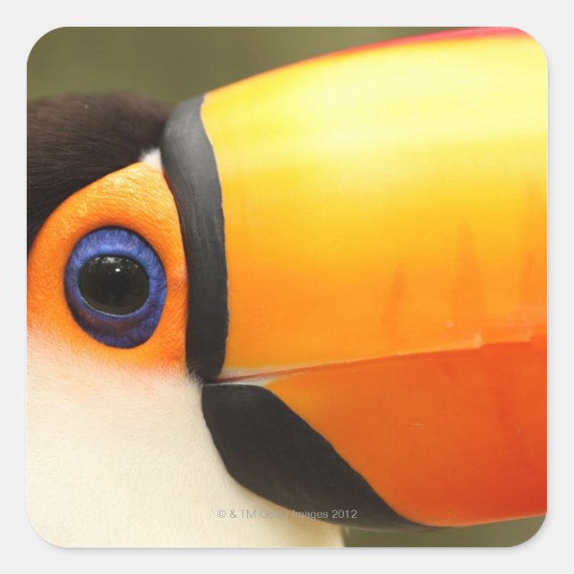 Toco Toucan (Ramphastos toco) is the largest Square Sticker (Front)
