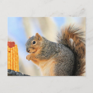 Todays furrball postcard