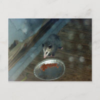 Toddler Opossum 1