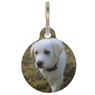 Toffee Pet Tag