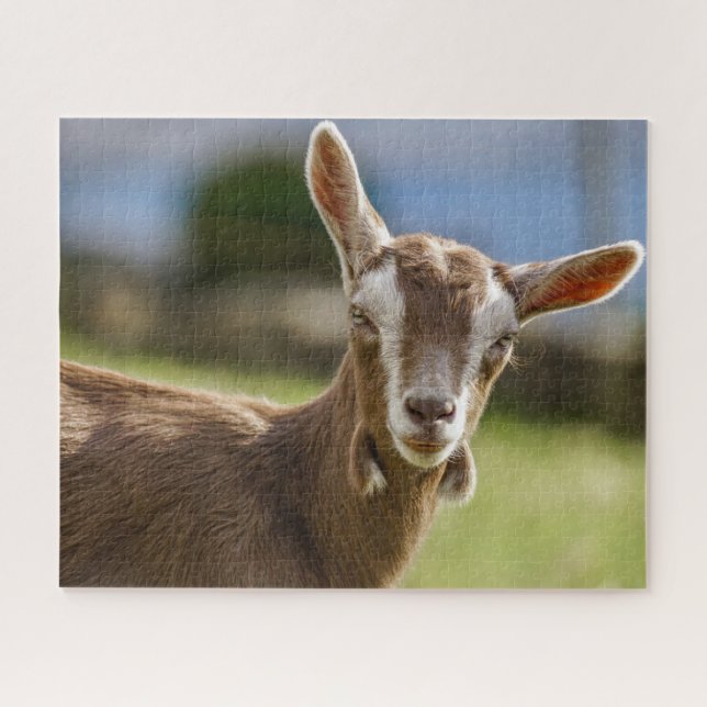 Toggenburg Dairy Goat Kid Jigsaw Puzzle (Horizontal)