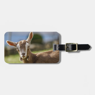 Toggenburg Dairy Goat Kid Luggage Tag