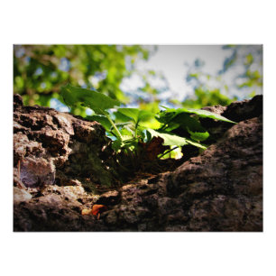"Toil to Life" Photo Print