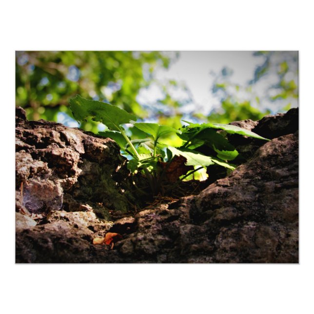 "Toil to Life" Photo Print (Front)