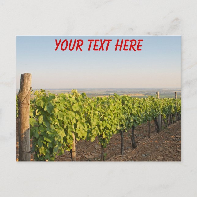 Tokaj vineyards, Hungary customizable Postcard (Front)