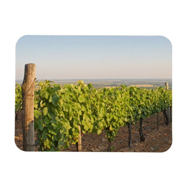 Tokaj vineyards, Hungary Magnet (Horizontal)
