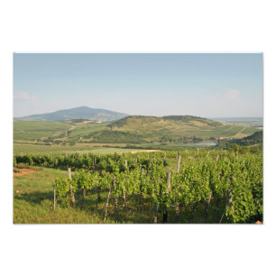 Tokaj vineyards, Hungary Photo Print