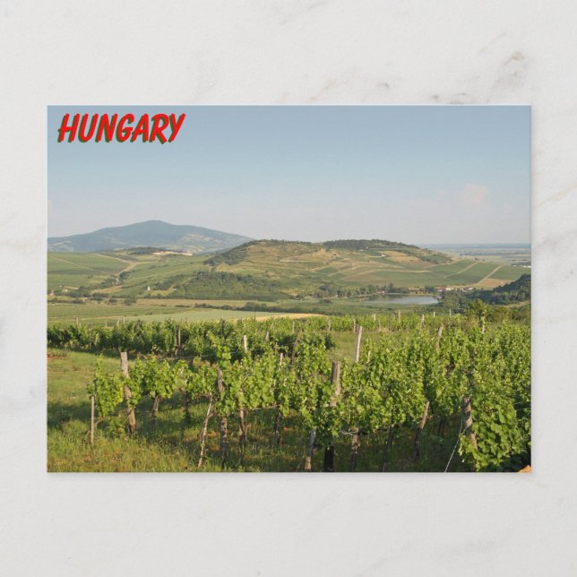 Tokaj vineyards, Hungary Postcard (Front)