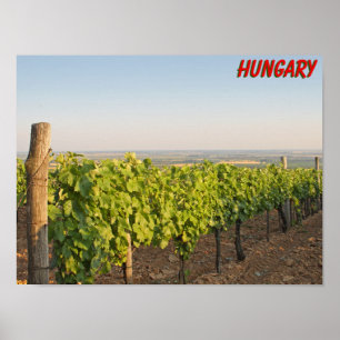 Tokaj vineyards, Hungary Poster