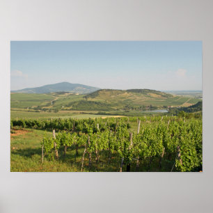 Tokaj vineyards, Hungary Poster