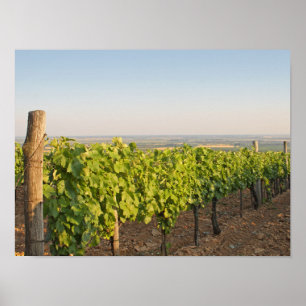 Tokaj vineyards, Hungary Poster