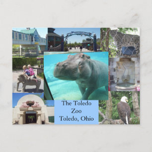 Toledo Zoo Postcard