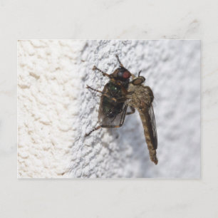 Tolmerus atricapillus postcard