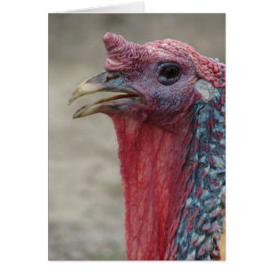 Tom Turkey