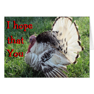 Tom Turkey fanned-customise any occasion