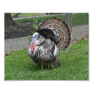 Tom Turkey Photo Print