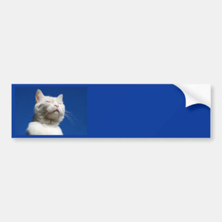 Tom white cat bumper sticker