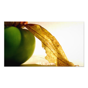 Tomatillo Study Photo Print