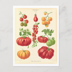 Tomato Botanical Illustration from Seed Catalogue Postcard