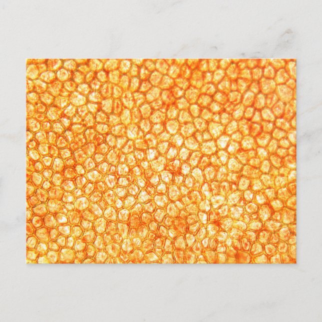 Tomato cells under a microscope postcard (Front)