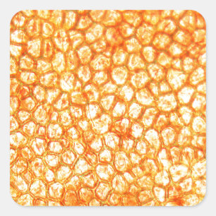 Tomato cells under a microscope square sticker