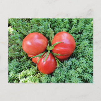 Tomato Heart Postcard