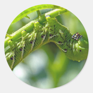 Tomato Hornworm Classic Round Sticker